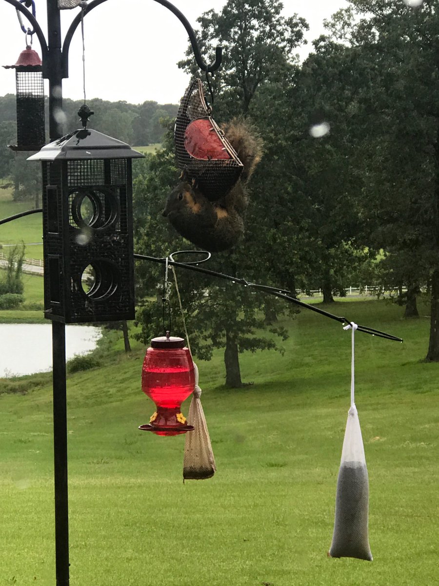 lechatdr's tweet photo. Squirrels https://t.co/XXlU0krOLc