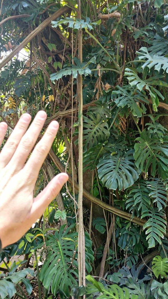 James T. Stroud (@jameststroud) on Twitter photo After 12 weeks of lizard catching for work, what do I do with my first morning off on a layover in Miami...? Go looking for lizards obv. #cantstopwontstop <a href="/FairchildGarden/">Fairchild Garden</a> 🦎🦎🦎 After 12 weeks of lizard catching for work, what do I do with my first morning off on a layover in Miami...? Go looking for lizards obv. #cantstopwontstop <a href="/FairchildGarden/">Fairchild Garden</a> 🦎🦎🦎