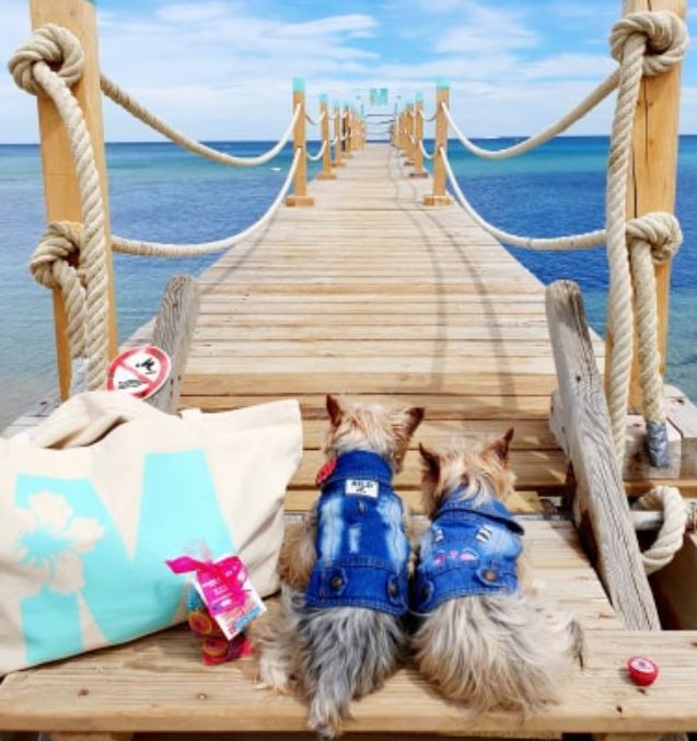 MadeInPet's tweet photo. [BALLADE A LA MER] 🏖🐶🐶⚓
Chloé et son amie Pépita emmènent toujours leurs Cupcakes 
préférés MADE iN PET pour se régaler en voyage 😍💖😋 https://t.co/i3thc1r5rz  
#Chien #Doggie #MADEINPET #CupCakes #Yorkshire #SaintTropez https://t.co/JA4lmay6U3