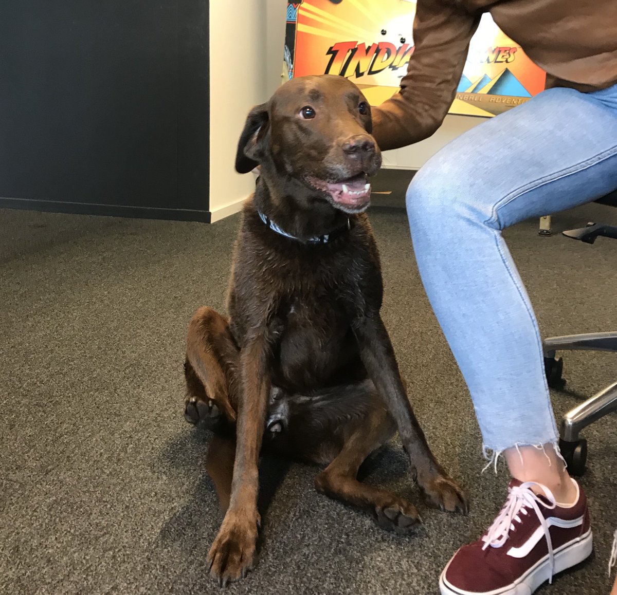 !Hond gevonden in het <a href="/mediaparkhsum/">Media Park</a> ! 

Zojuist is deze hond bij ons het kantoor binnen gewandeld. Wie weet van wie deze hond is? Neem even contact met ons op: 035-7440140

#hondgevonden #mediapark #hilversum #mediaparkhilversum #dezeisechttelief