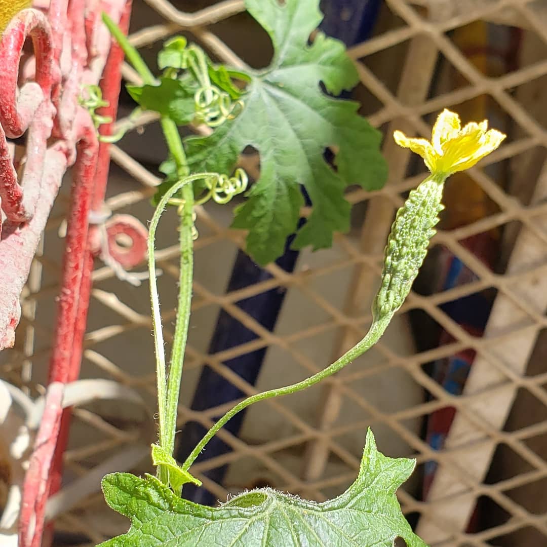 Melaine D Cruze New Additions To Riley S Veggiegarden And Baby Bittergourd Karela Emerges T Co 23huafe3af Twitter
