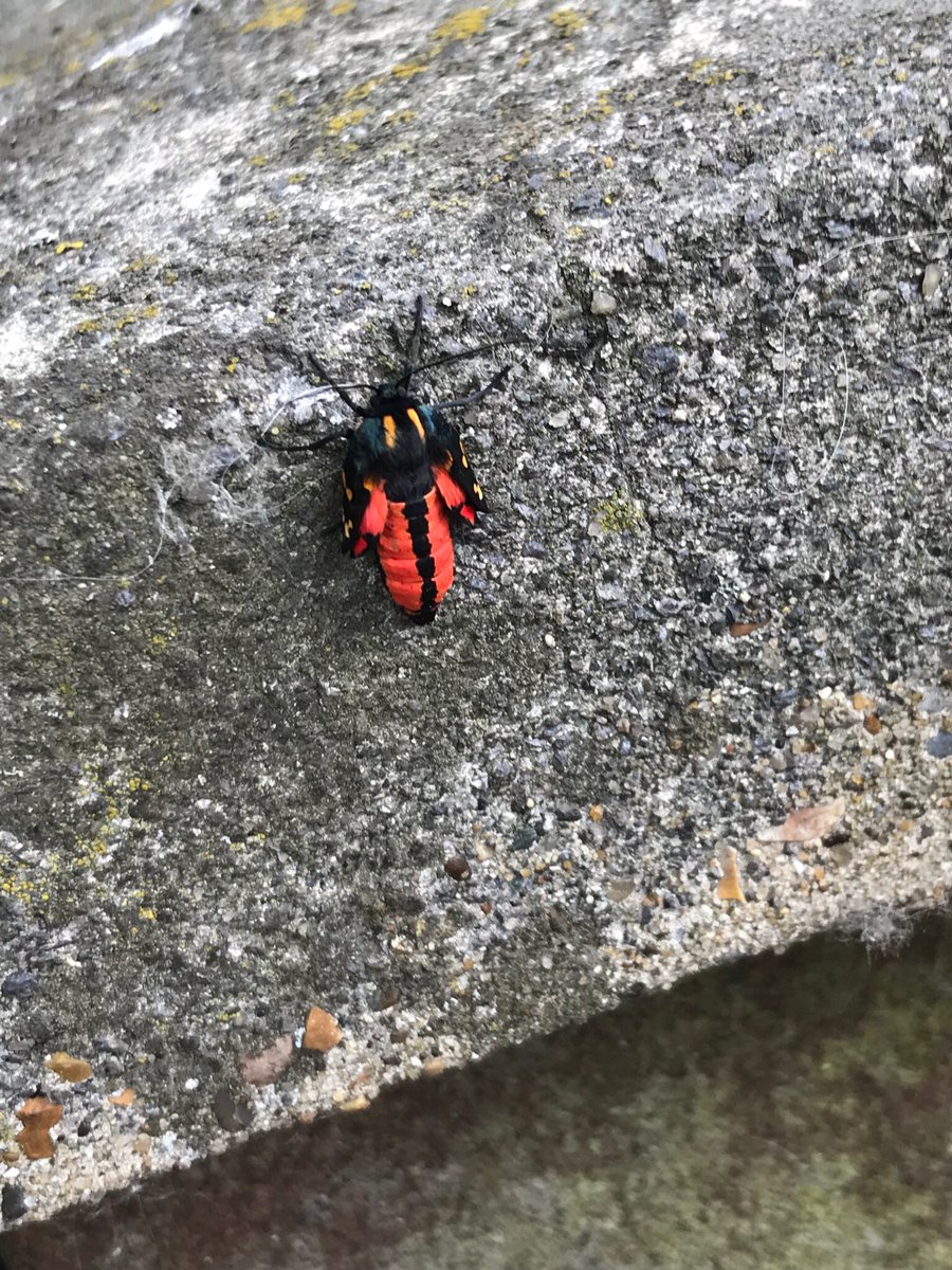 shotbert's tweet image. Found this stunning little beauty, I’m guessing some sort of moth , any ideas @SJBKnott