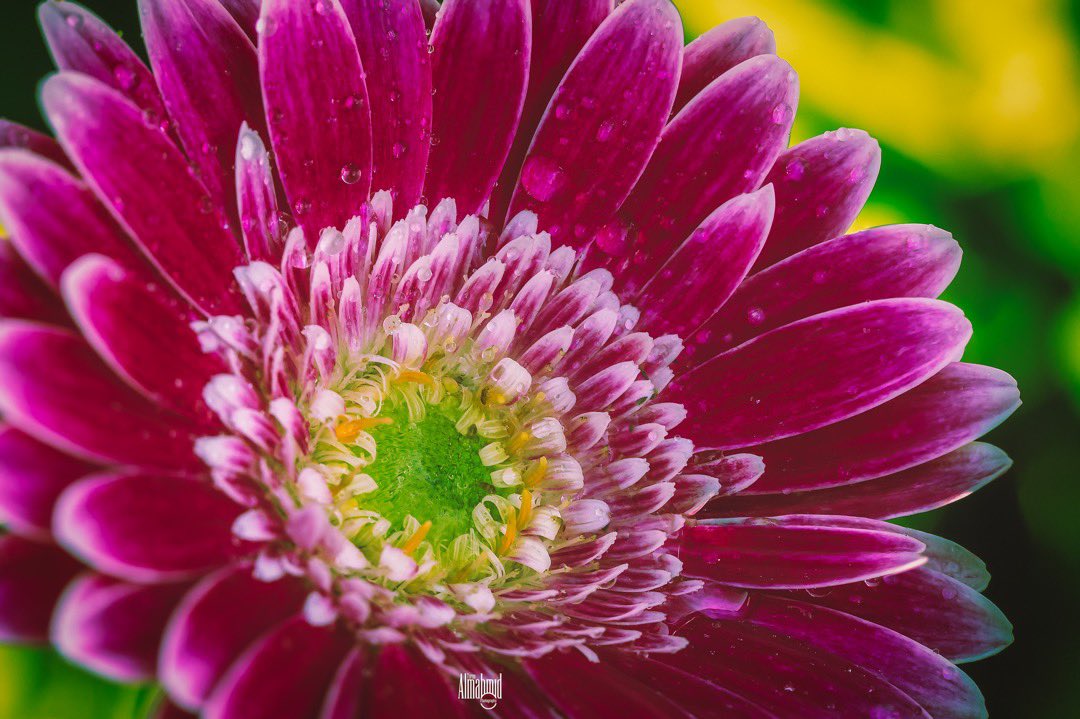 Pink Gerbera Jamesonii #fortcollins #flower #flowers  #flowerstagram #flowersofinstagram #flowerstalking #flowerlove #flowergram #flowerphotography #ColoradoState #flowersmakemehappy #flowerlover #flowerart #flowermagic #blooooms #inspiredbypetals #Colorado #canon