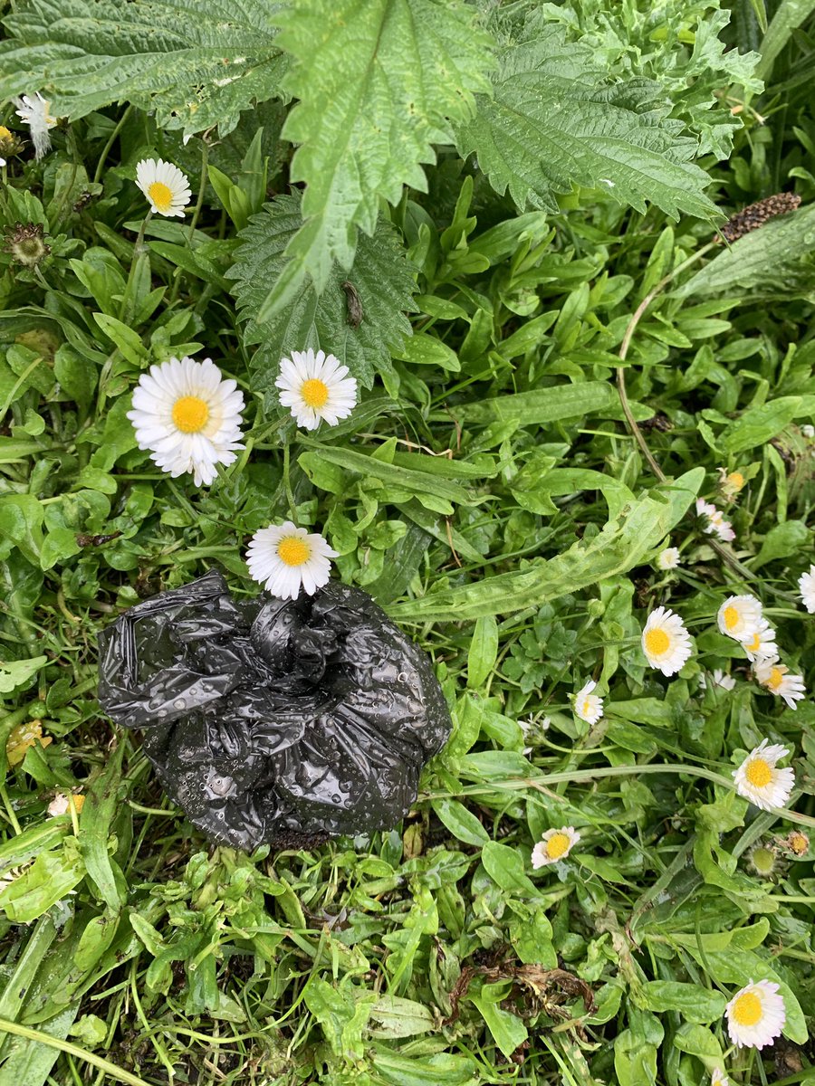 JoSmithDWT's tweet photo. A soggy but wonderful canal side walk on my way to meet @consultcauseway for day 7 of @30DaysWild.  ANd picked up an abandoned bag of #DogPoo.  and put it in the bin #WhyDoPeopleDoThat 😡 https://t.co/G3tmnsPWw9