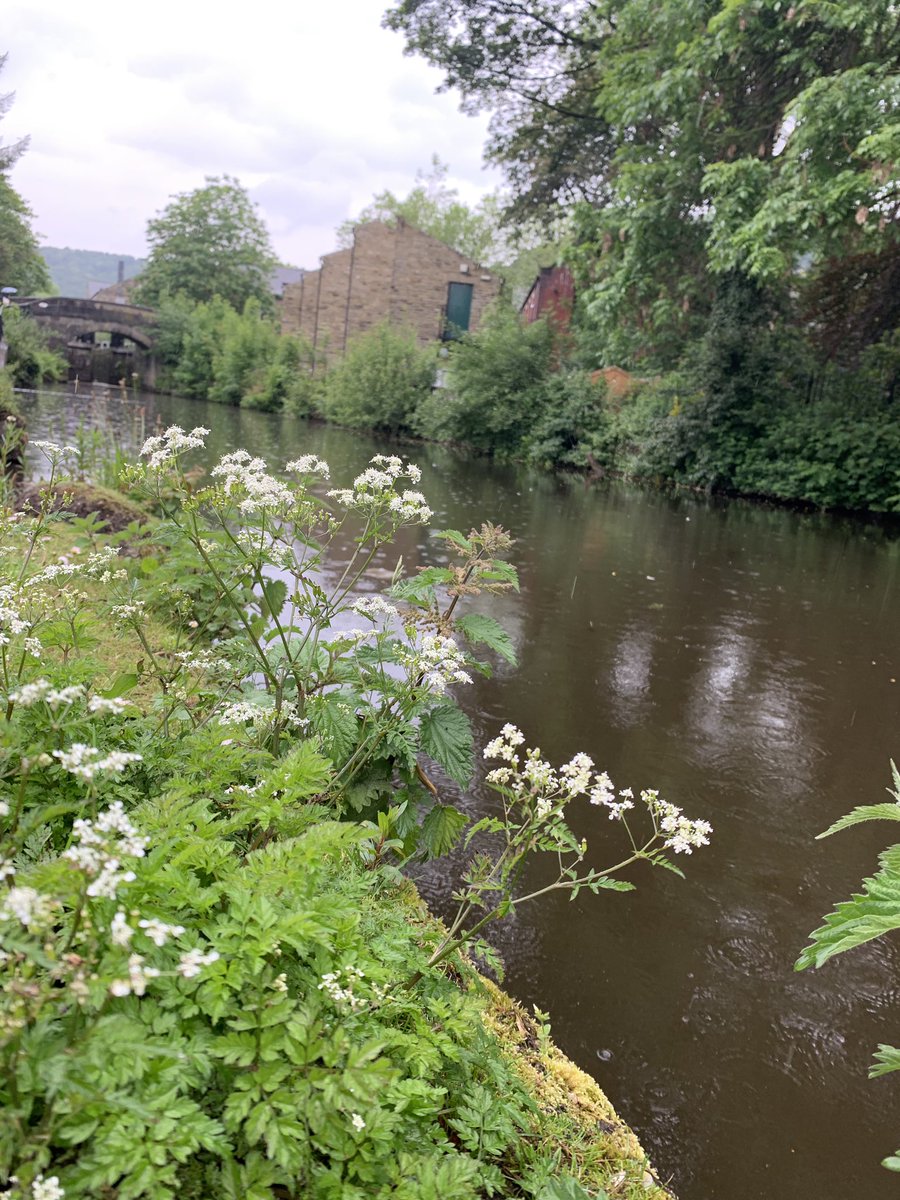 JoSmithDWT's tweet photo. A soggy but wonderful canal side walk on my way to meet @consultcauseway for day 7 of @30DaysWild.  ANd picked up an abandoned bag of #DogPoo.  and put it in the bin #WhyDoPeopleDoThat 😡 https://t.co/G3tmnsPWw9