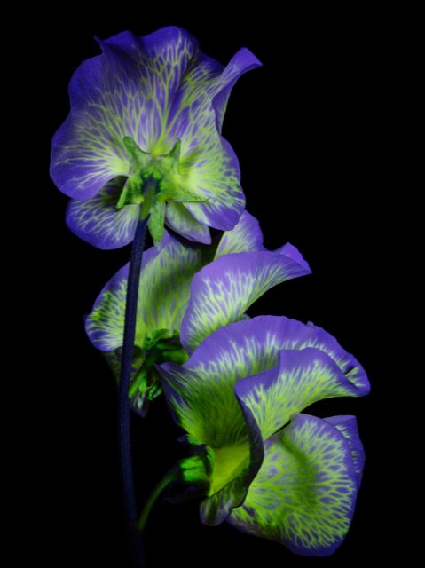 Chris Turner Studio tweet media