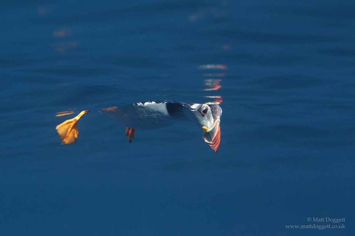 ScubaDiverMag's tweet photo. Underwater Photographer of the Week: Matt Doggett #Dorset #MattDoggett #Philippines #pinkseafans #puffins #Scotland #Underwaterphotographer #Underwaterphotographeroftheweek #UnderwaterPhotographers #Underwaterphotography https://t.co/I4e7miAQJZ https://t.co/zBwuMeiOGg