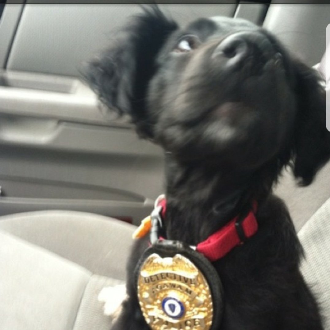 PepperB15's tweet photo. WORK
Always wanted to Protect and Serve!
#PhotoChallengeJune19 #workingdog #dreamer https://t.co/H4bpVZZ1a1