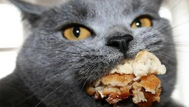 Islamikitten tweet media