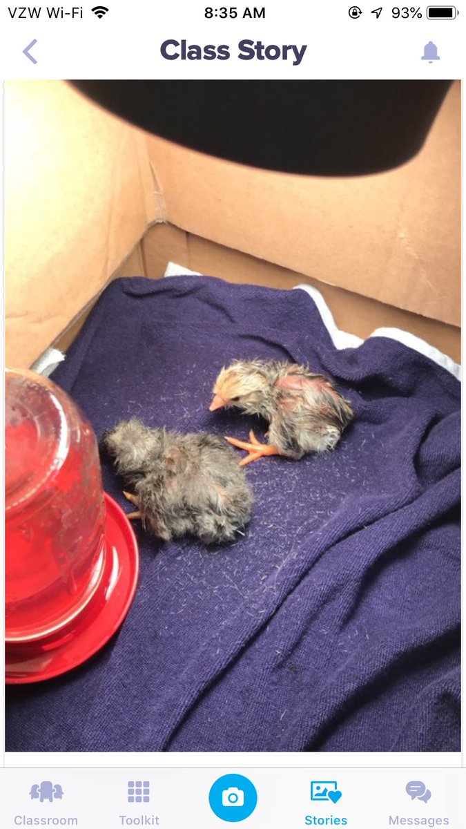 Ldarby9's tweet photo. 2 new “Quails” at QHES. Waiting for another couple of chicks to hatch. @QHESPasco @#sciencepasco https://t.co/aw2SssLOsp