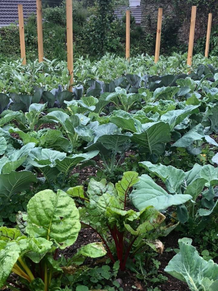 This wonderful rain is just what the garden needed....but please can we have the sun back now!🌞
#pubgarden #ownfarm #growyourown #awardwinningpub #localpub #southhams #southdevon