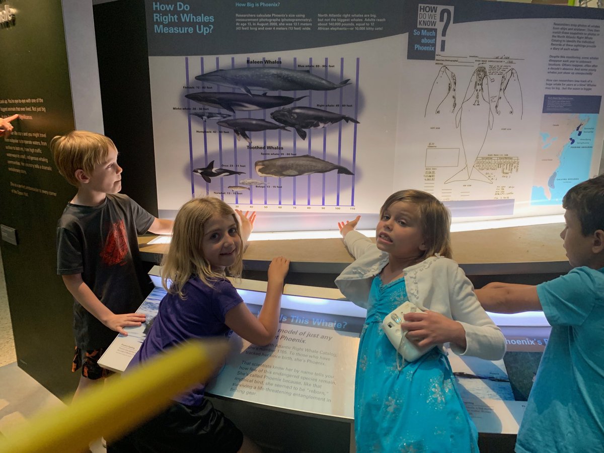 A ruler measuring the sizes of whales! #roteam2 ⁦<a href="/MsRomeroAPS/">Ms. Romero's Class</a>⁩
