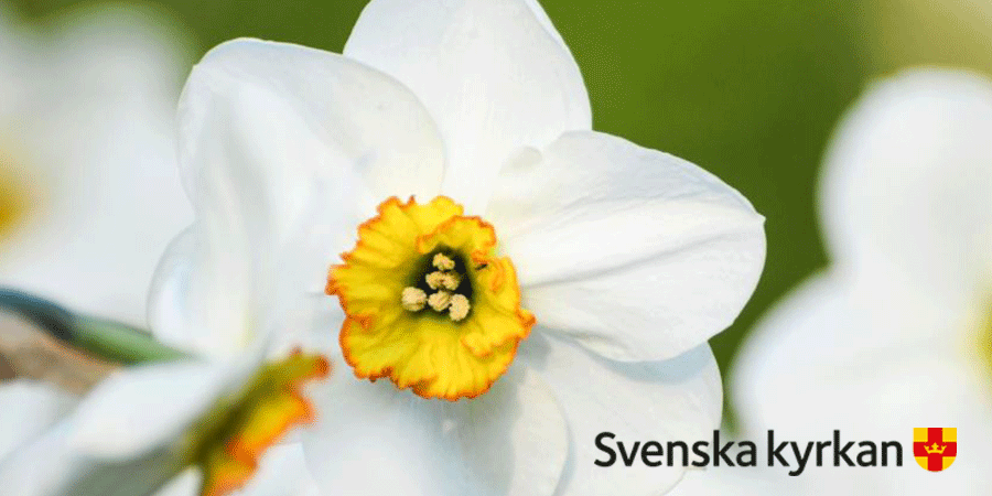svenskakyrkan's tweet photo. Pingsten är den heliga andens högtid. En högtid där vi blir påminda om att Gud finns både mitt bland oss och inom oss. Den heliga anden är Guds osynliga närvaro. Läs mer pingsten: https://t.co/K4qrCNysqn #pingst #pingstdagen https://t.co/CtBmUzjVWs