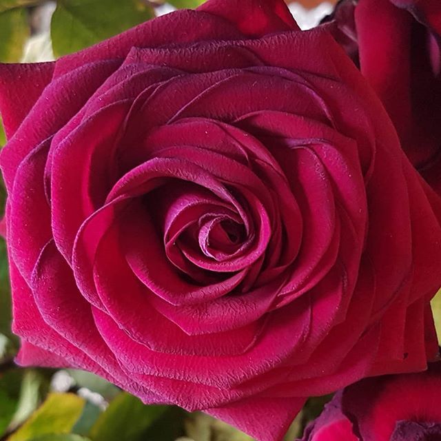 JackyDahlhaus's tweet photo. The leaves are turning yellow, but the roses I got for our anniversary are still beautiful. Our bodies may start to crumble, but our love is still strong! ❤
#ilovemyhusband❤️ #writerslife #writinglife #writerscommunity #writingcommunity #writersofinstagram #authorsofinstagr… https://t.co/92icdBB2Q4