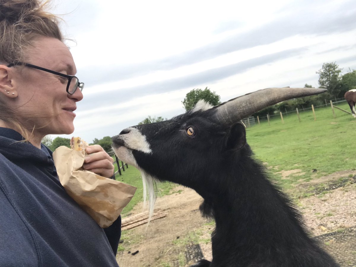 shepherdesskit's tweet photo. Stacking hay, shifting hay, stacking hay... and what looks like a #beltedgalloway #goat trying to pinch my #bakewellslice https://t.co/bf8tjBVync