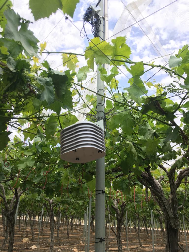 sipcam_iberia's tweet photo. El pasado #viernes 24 de mayo nos acercamos hasta #Totana, #Murcia para visitar a nuestro distribuidor #Agrotaw, empresa referente en la producción de #uva 🍇 de mesa en #España, y llevar a cabo la instalación y entrega de una de nuestras estaciones meteorológicas de #Cesens. https://t.co/5mBjI2sUv5