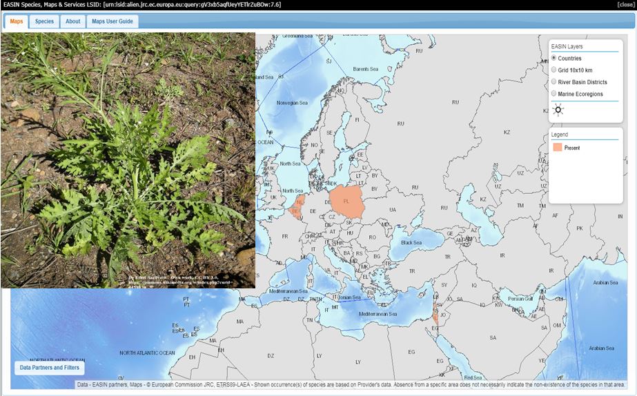 EU_Aliens's tweet photo. #Meetthealien 🍃#Partheniumhysterophorus, #PartheniumWeed, #invasivealienspecies of Union concern, has not established in Europe. Outgrows & inhibits other plants, and causes allergic reactions to humans & livestock. EU Regulation requires rapid eradication of new populations🇪🇺. https://t.co/vTxKJ30eyi