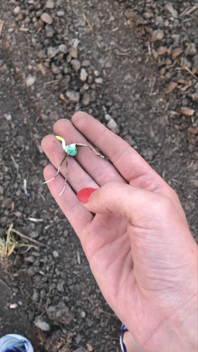 6368RIB just under 48 hours after planting in Western IL - roll baby roll! #plant19 #grow19 #StoneKnowsIL