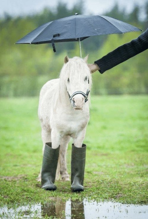 Jack Walker Eventing tweet media
