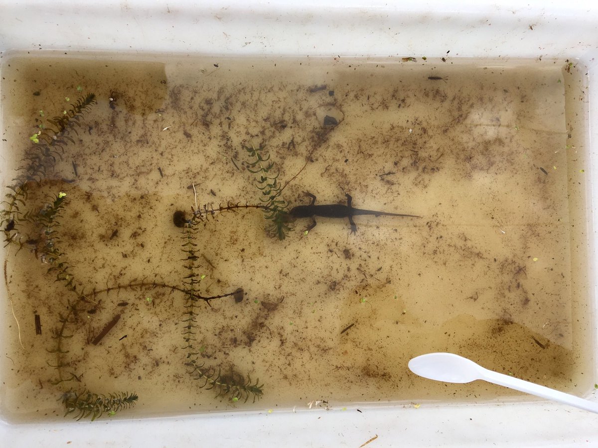 StBensScience's tweet photo. Our S4 biologists visited @Clydemuirshiel today to practice their sampling techniques. @stbenedictsren #mindsetforsuccess https://t.co/gtaPKcFpQ0