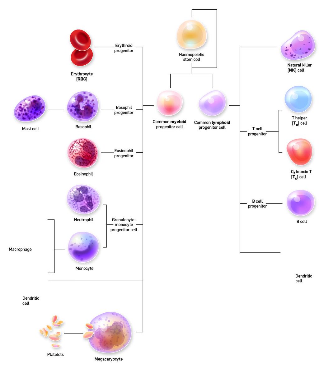 This #hematopoiesis #chart is taking shape. #Pseudopodia are still needed to be drawn. I also need to somehow show where the maturation processes happen. Haven't decided how yet. #stemcells #celldifferentiation #blood