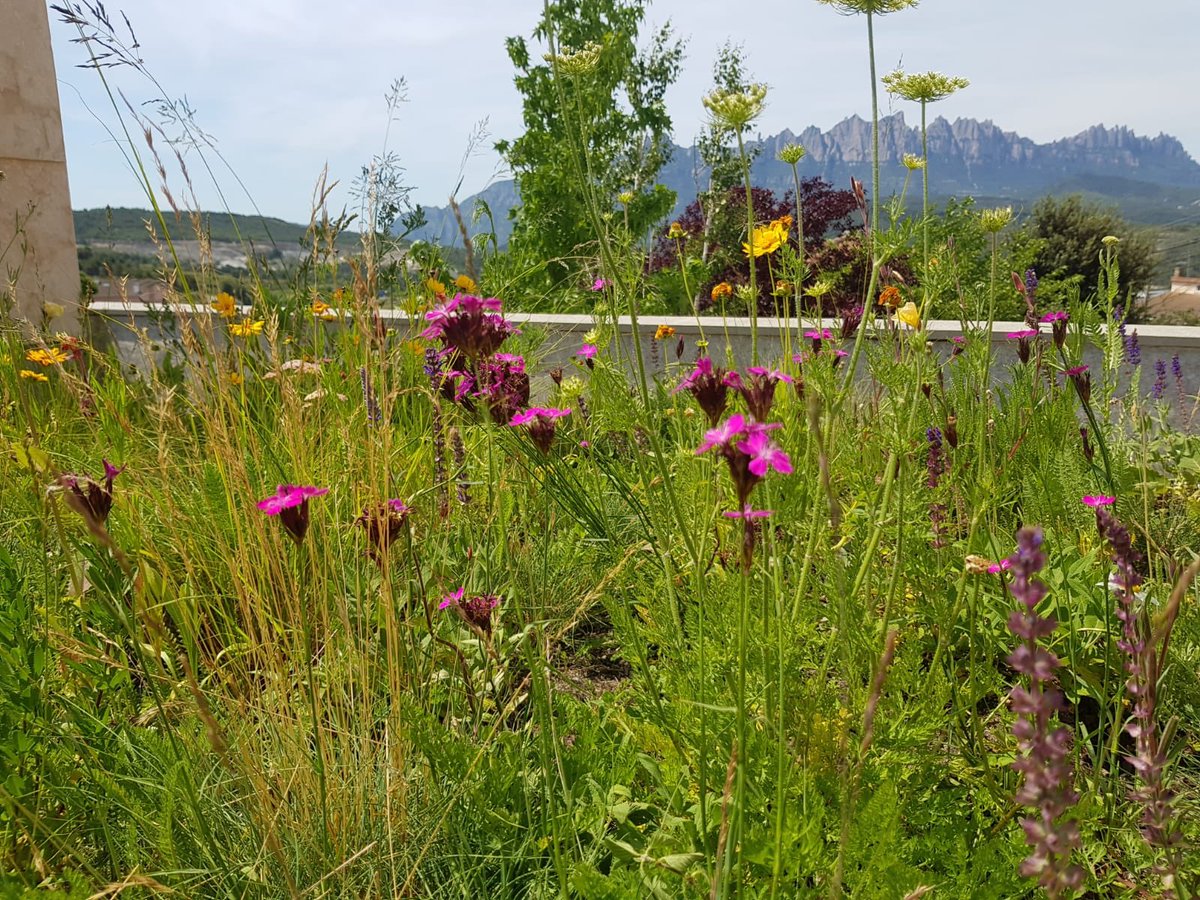 PictMeadowSpain's tweet photo. Tepe Pictorial Meadows ‘El Dorado’ en #cubierta ajardinada de Sant Vicenç de Castellet, con sistema de riego enterrado Zinco. Gran alternativa al sedum en cubiertas extensivas. @pictorialmeadows @TapizV @zinco_espana #greenroof #praderas #meadows #pictorialmeadows https://t.co/7OjDweA5pF