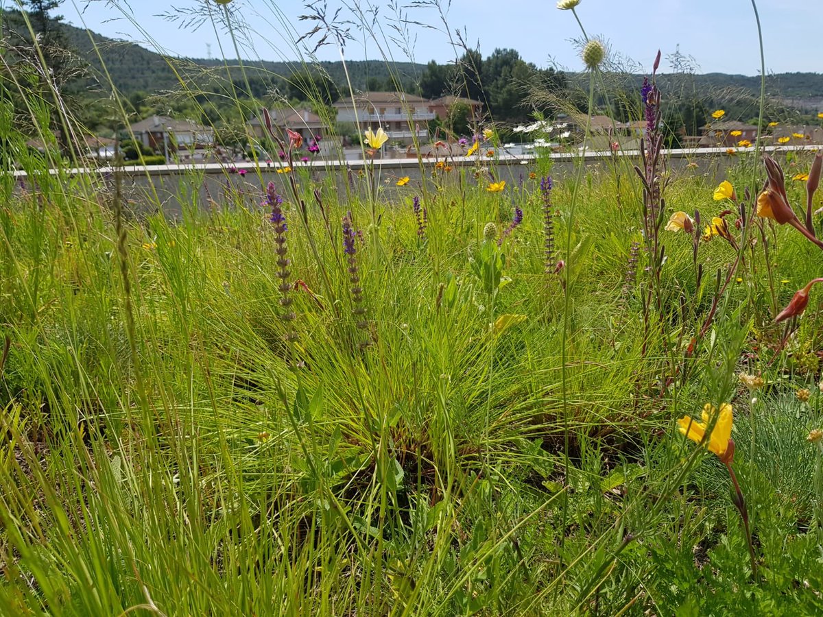 PictMeadowSpain's tweet photo. Tepe Pictorial Meadows ‘El Dorado’ en #cubierta ajardinada de Sant Vicenç de Castellet, con sistema de riego enterrado Zinco. Gran alternativa al sedum en cubiertas extensivas. @pictorialmeadows @TapizV @zinco_espana #greenroof #praderas #meadows #pictorialmeadows https://t.co/7OjDweA5pF