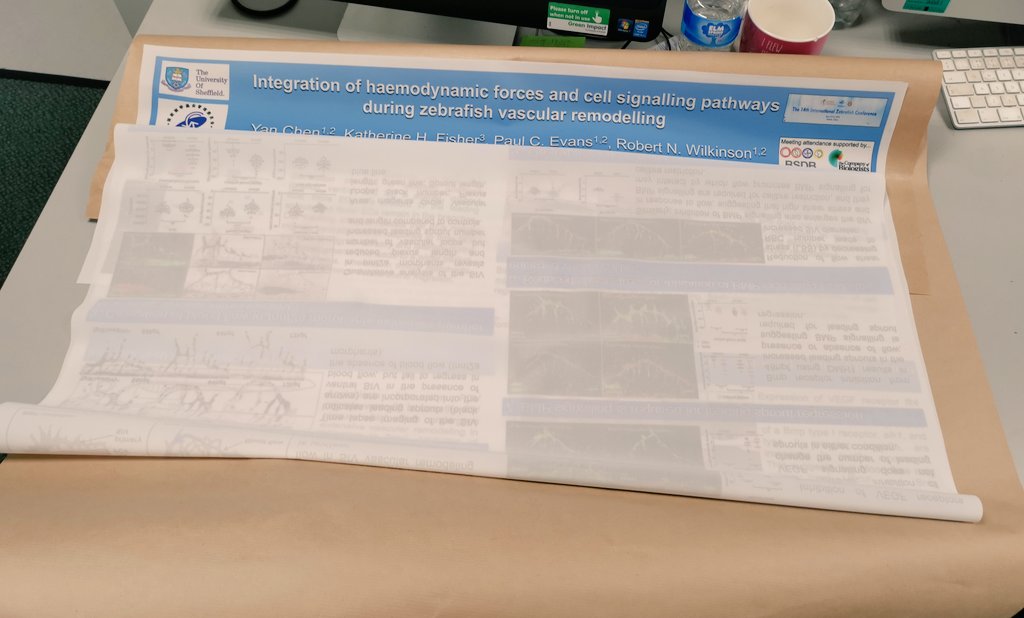 yamacy23's tweet photo. Poster โ๏ธ
So excited that I'm going to present a poster in 14th international zebrefish conference #IZFC in #suzhou! I will also do a one-minute presentation at Datablitz Session. Look forward to seeing you there! #zebrafish https://t.co/kv4aGVQAwb