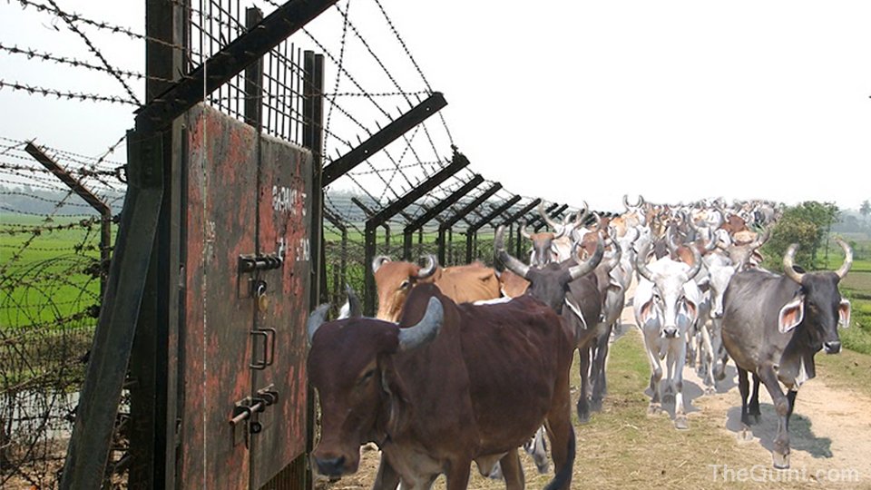 In-spite of Hindu sentiments attached to it - cow theft, smuggling & illegal slaughter is rampant throughout India. Thousands of armed, vicious and deadly criminals are involved in this crime syndicate.India-Bangladesh (BD) border is the hub of cross border cattle smuggling.