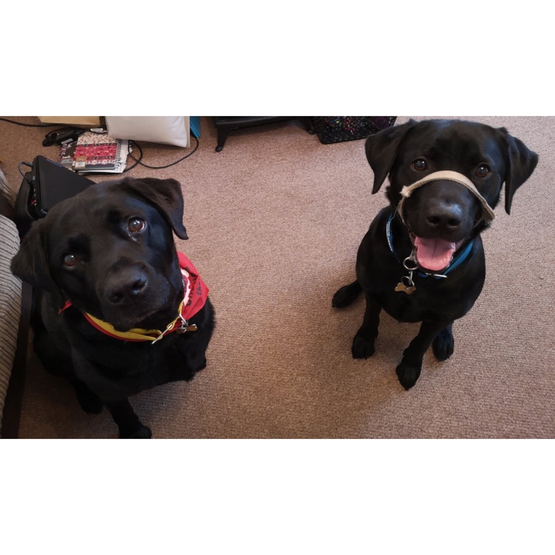 Corbett_Canines tweet media