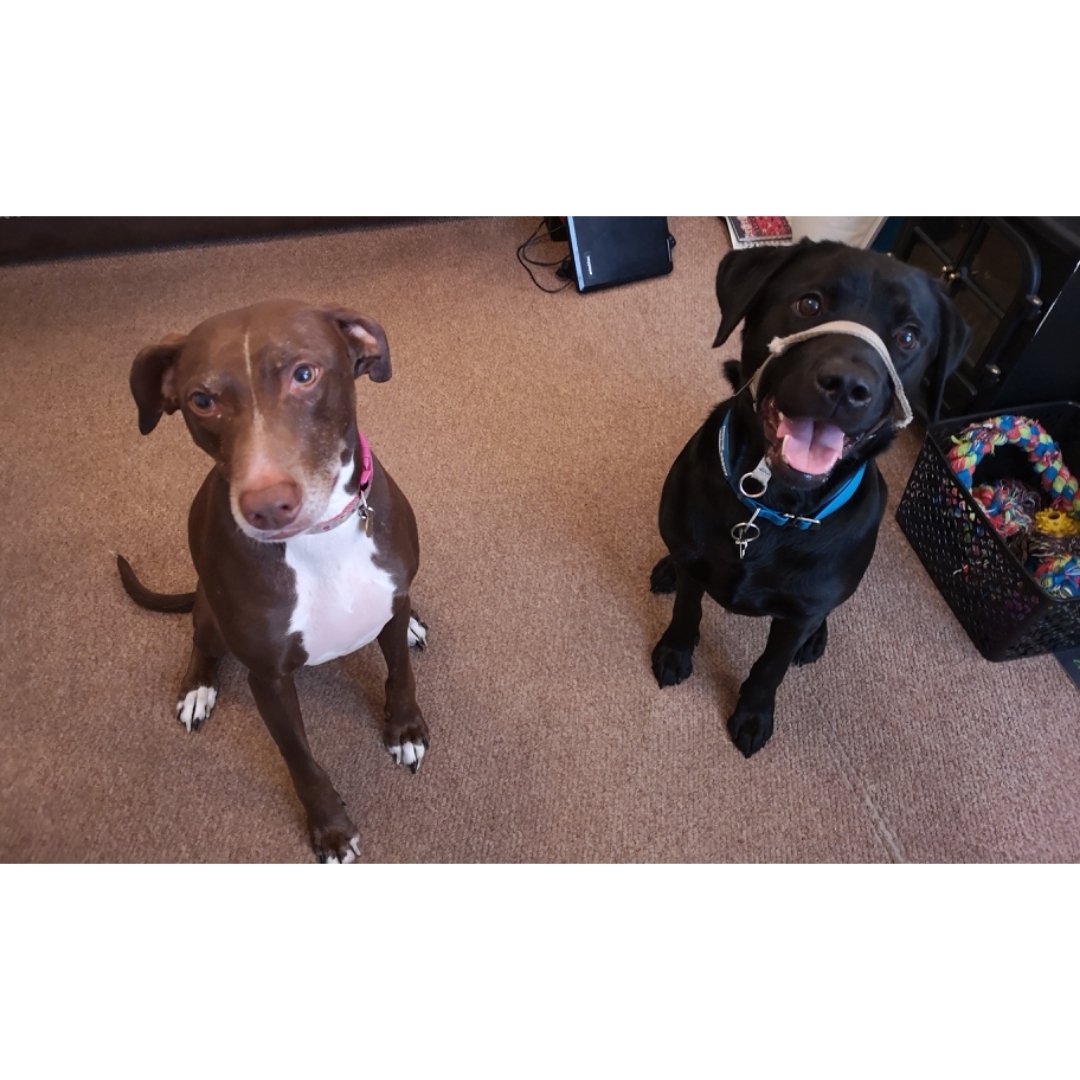Corbett_Canines tweet media