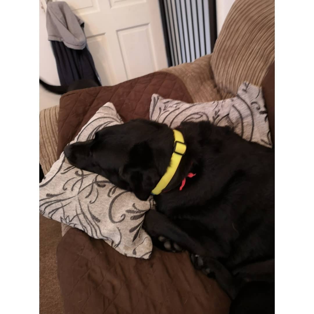 Corbett_Canines tweet media