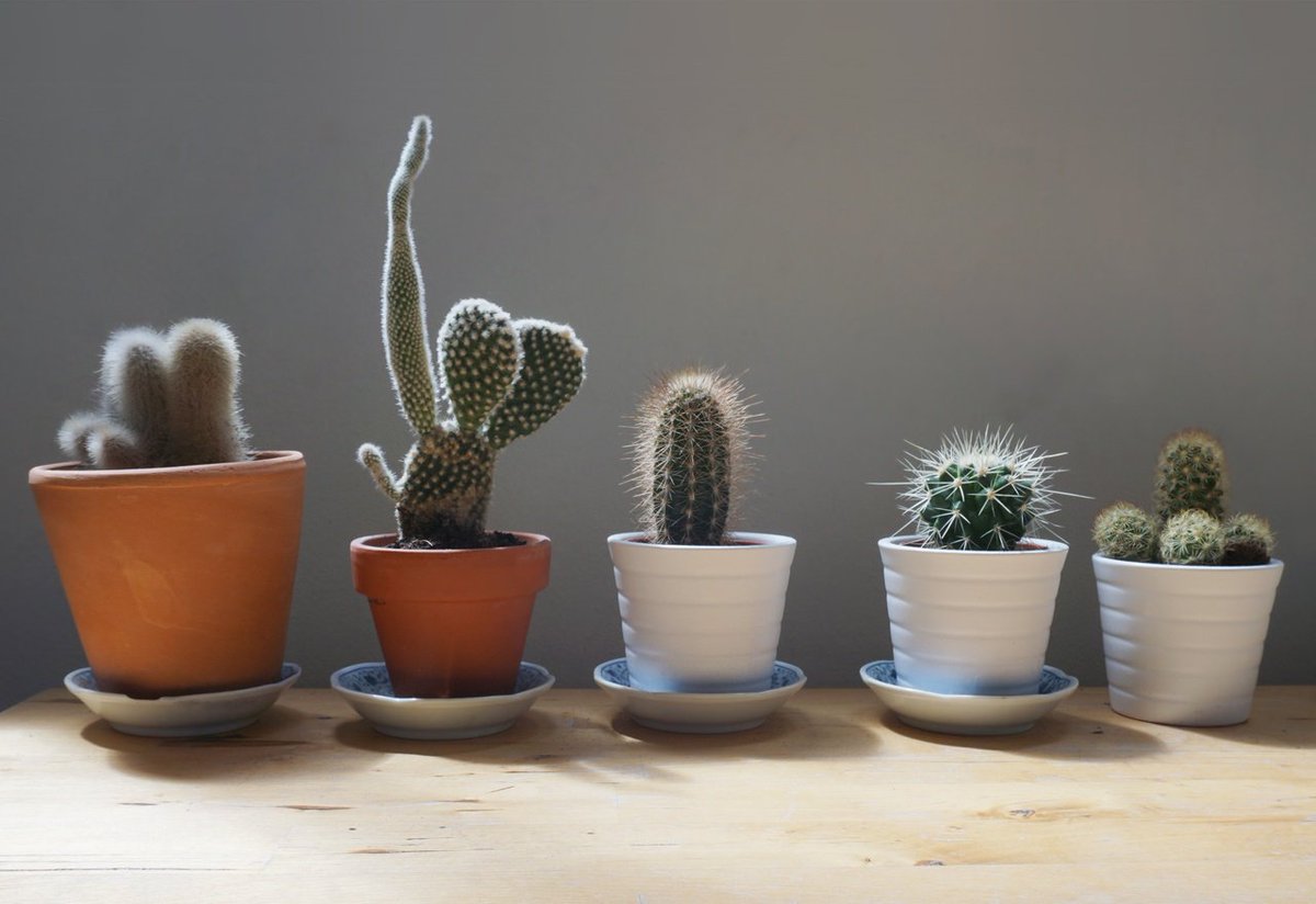 Are you a fan of succulents and cacti? I feel like their popularity has skyrocketed recently; especially for use in the home as decorations! 
.
.
#ezbrookside #kansascity