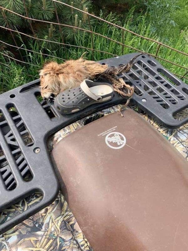 SPORTSMANchnl's tweet photo. It's not bigfoot, but what in the world do you think this animal is? This was found in Ponca State Park in Nebraska, and is not a fake photo. Thanks to our friend Michael Kuhlman for sharing his buddies find. Let's hear your thoughts on what you think this animal could be!!! https://t.co/ywTnjUlcCW