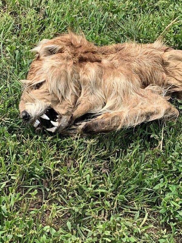 SPORTSMANchnl's tweet photo. It's not bigfoot, but what in the world do you think this animal is? This was found in Ponca State Park in Nebraska, and is not a fake photo. Thanks to our friend Michael Kuhlman for sharing his buddies find. Let's hear your thoughts on what you think this animal could be!!! https://t.co/ywTnjUlcCW