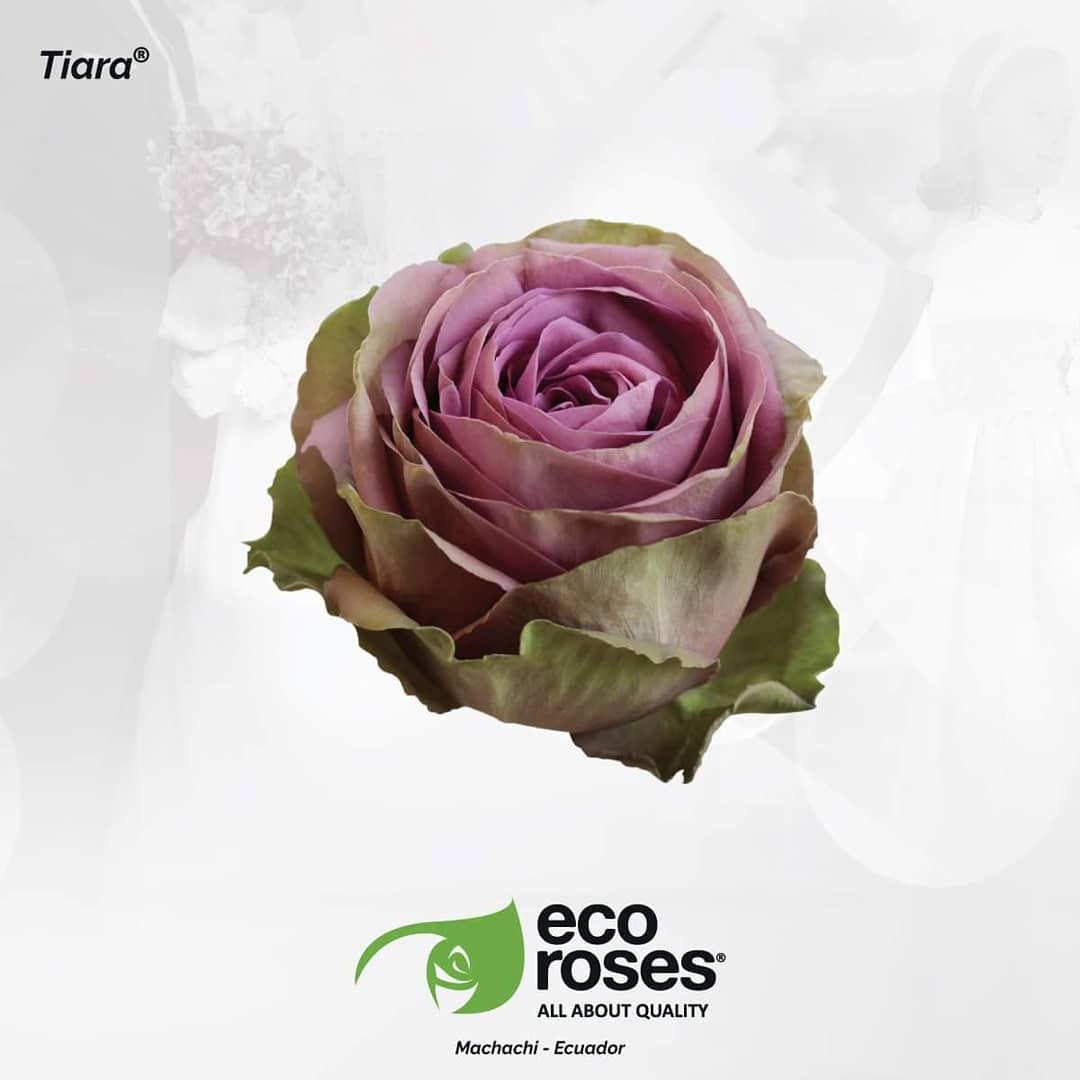 EcorosesSA's tweet photo. 👸🤴 Weddings are recognized for being special joyful occasions. Let us be part and enhance this special day! ✨✨ Click here and discover all our wedding varieties! https://t.co/SM7edUooOI #AllAboutQuality #Rose #Roses #WhiteRose #CreamRose #Weddings #ToffeeRoses https://t.co/Eon0DHCglS