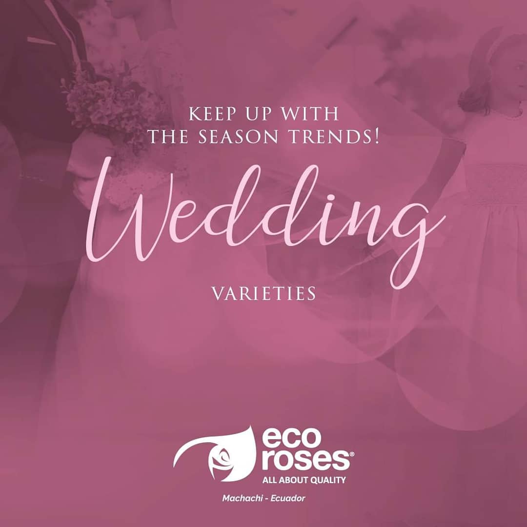 EcorosesSA's tweet photo. 👸🤴 Weddings are recognized for being special joyful occasions. Let us be part and enhance this special day! ✨✨ Click here and discover all our wedding varieties! https://t.co/SM7edUooOI #AllAboutQuality #Rose #Roses #WhiteRose #CreamRose #Weddings #ToffeeRoses https://t.co/Eon0DHCglS