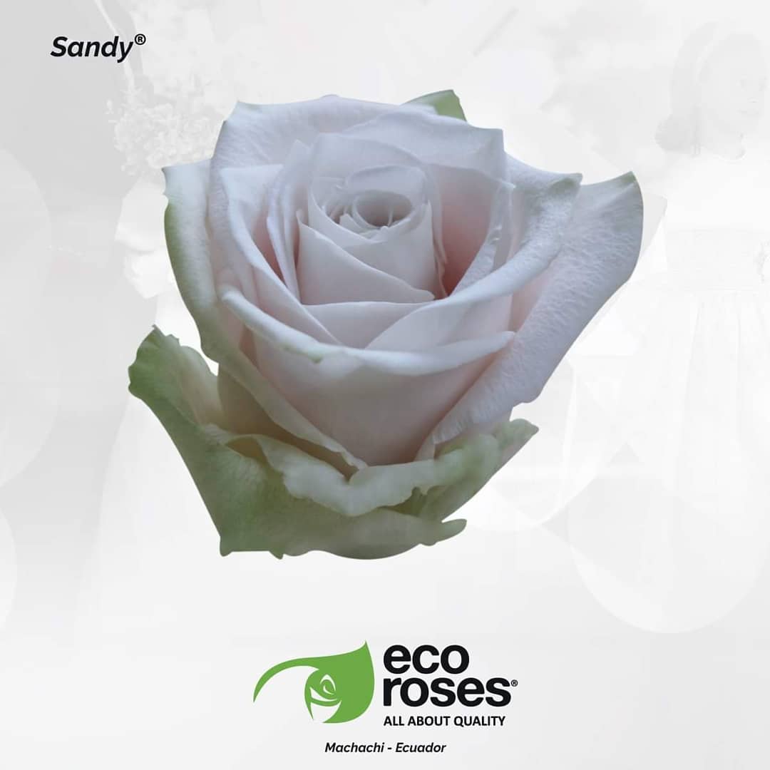 EcorosesSA's tweet photo. 👸🤴 Weddings are recognized for being special joyful occasions. Let us be part and enhance this special day! ✨✨ Click here and discover all our wedding varieties! https://t.co/SM7edUooOI #AllAboutQuality #Rose #Roses #WhiteRose #CreamRose #Weddings #ToffeeRoses https://t.co/Eon0DHCglS