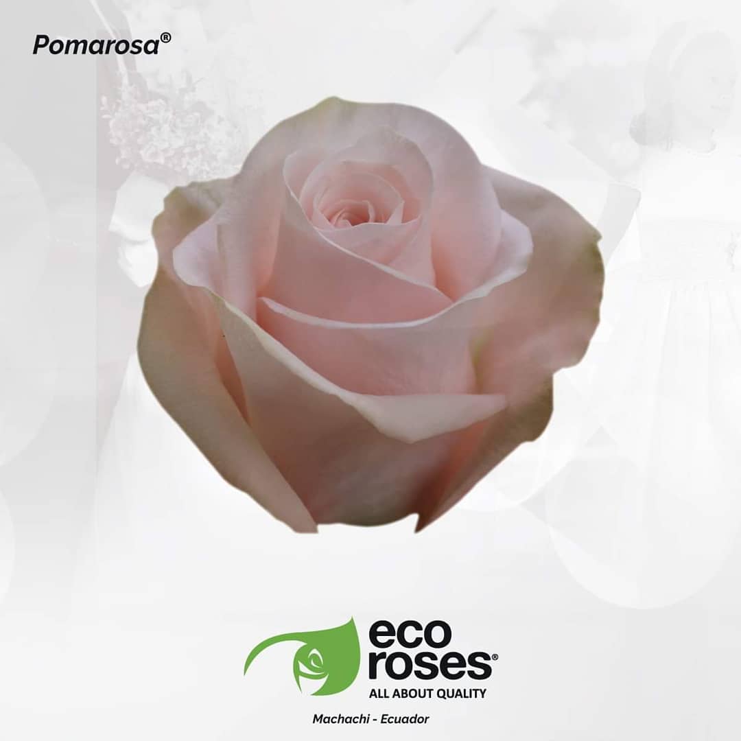 EcorosesSA's tweet photo. 👸🤴 Weddings are recognized for being special joyful occasions. Let us be part and enhance this special day! ✨✨ Click here and discover all our wedding varieties! https://t.co/SM7edUooOI #AllAboutQuality #Rose #Roses #WhiteRose #CreamRose #Weddings #ToffeeRoses https://t.co/Eon0DHCglS