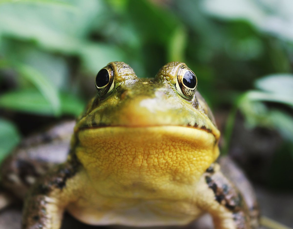 Have you ever heard the phrase “eat the frog”? Think about your to-do list, now think about the thing that you keep ignoring or saving for later. That is the frog. Frogs are generally the things you know you need to do, but you don’t want to do. Eat the frog today.