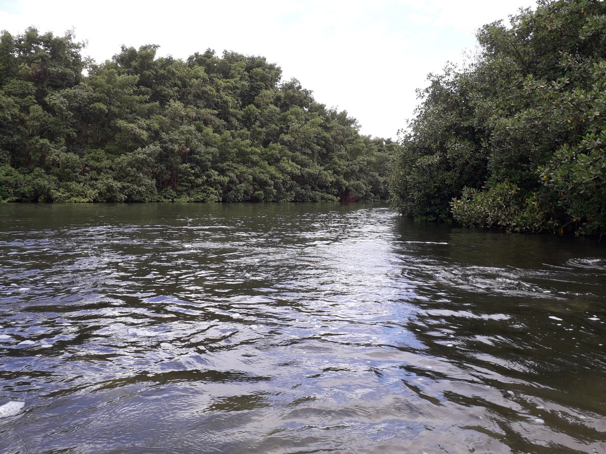 EcoleMathieu's tweet photo. Journée Canoë-Kayak à Morne-à-l'eau - Découverte de la Mangrove #Kayak #guadeloupe #school  #mer https://t.co/JDCsFiZ99j