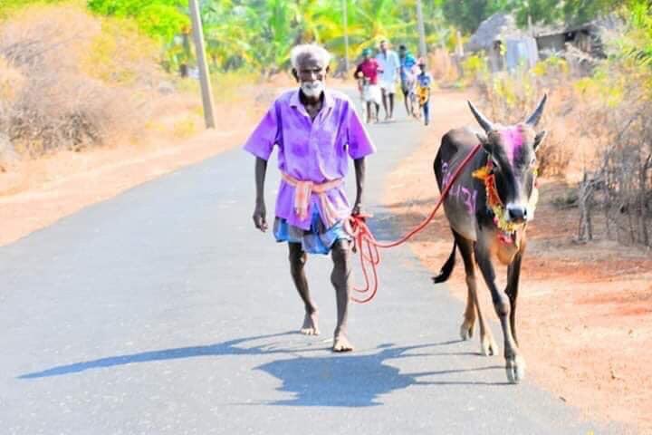 JALLIKATTUPL's tweet photo. வீரத்துக்கு வயதில்லை #jpl #Jallikattu2019 #Jallikattu #ஜல்லிக்கட்டு #தமிழ் #தமிழ்தேசியம் #TamilNadu #bull #native #farmer #natural #quotes https://t.co/oxeKrpjYrP