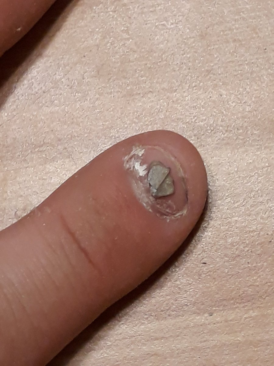 brenenwynd's tweet photo. This #FossilFriday is in honor of the new diorama for the #DeepTime exhibit @NMNH thanks to @Slash! A recently found osteoderm of a likely baby Vancleavea, an aquatic reptile from the Triassic @PetrifiedNPS, with @VTechmeetsPaleo! #FieldManicure for scale. #VTTriassicFieldwork https://t.co/FT3rwwAVYs