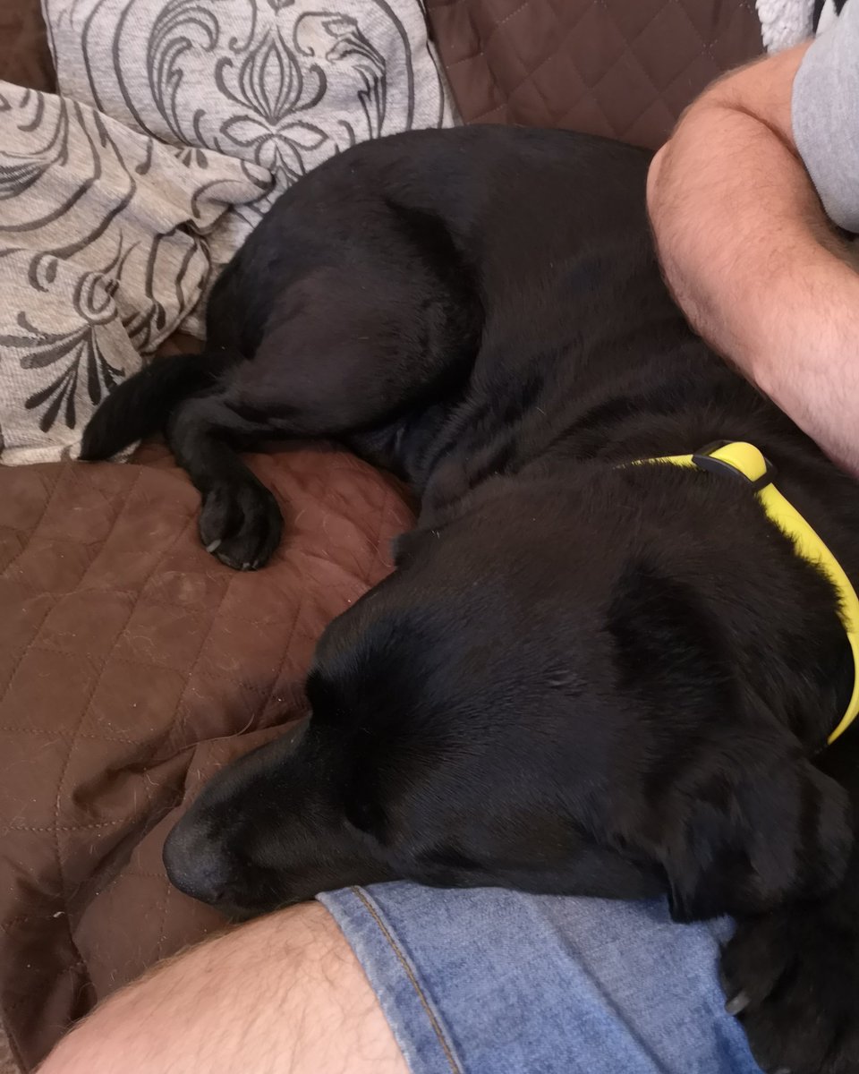 Corbett_Canines tweet media