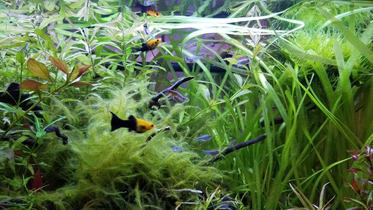 ゴールデンブラックライヤーテールモーリー