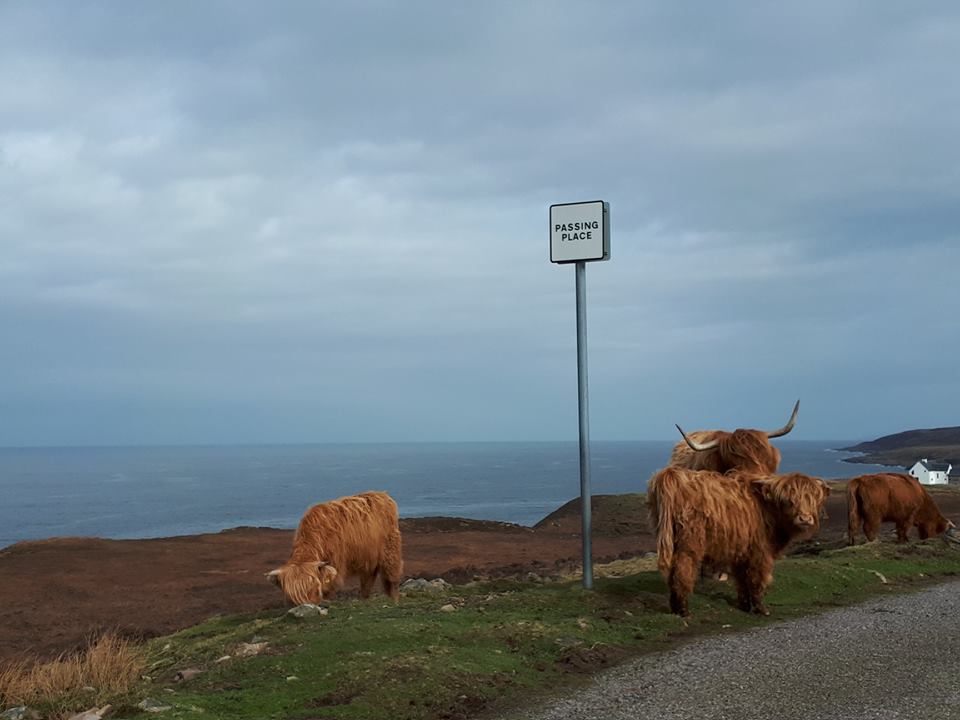 HLHArchives's tweet image. Going to different places around the Highlands to pick up records, give talks and visit colleagues is always #somethingfun, the roads can be really busy though...#IAD19