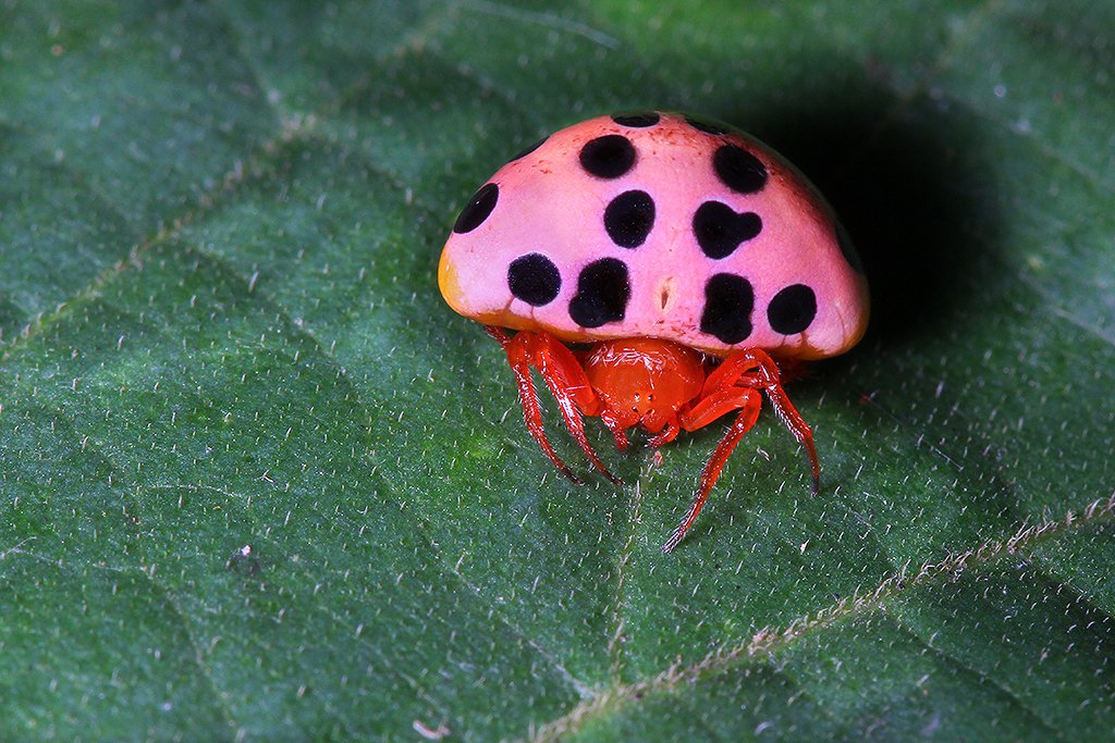 Ladybug-mimicking spider.(Photo: Pong Wira). 