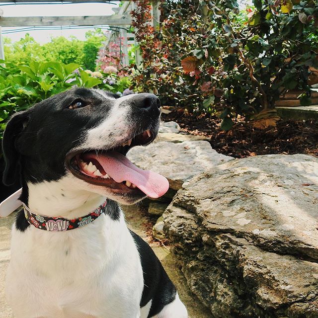 loveshorsesoh's tweet photo. I swear my dog is an actual model. She sees a camera and poses like this almost every time 😂😂.
Use my code c4h6224 for 10% off your next @c4belts / @c4collars / @c4beltseq purchase!
.
Proud to represent:
@c4beltseq - c4h6224
@buckwildbreeches - … https://t.co/Z9cY9iUcYM https://t.co/ZOzoIoQamx