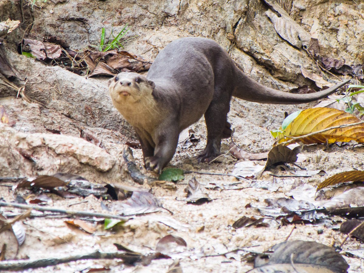 Hjorvik's tweet photo. Se me ha hecho un poco tarde hoy, pero no perdonamos el "Todo es una mierda ergo" de hoy. Vamos con la Nutria Lisa (Lutrogale perspicillata). https://t.co/zbBHMaVb0X