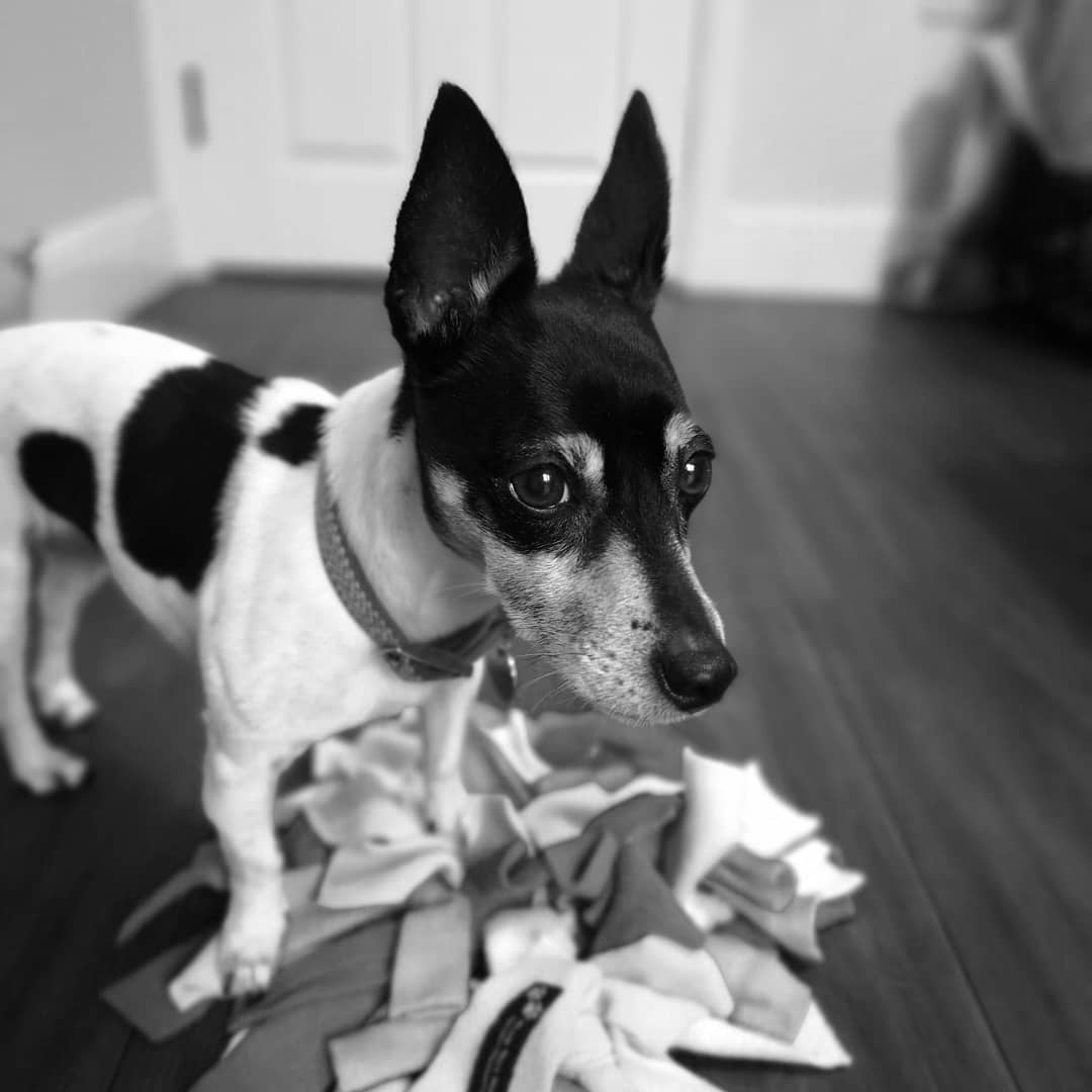 Corbett_Canines tweet media